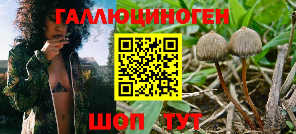купить наркоту  Псилоцибиновые грибы прущие грибы  Нижнекамск  Вход с VPN  Псилоцибиновые грибы MAGIC MUSHROOMS 